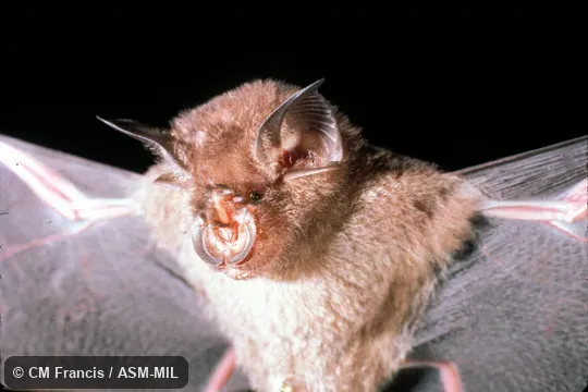 Ventral view, wings extended. Rhinolophus affinis affinis. Ventral view, wings extended. Rhinolophus affinis affinis.