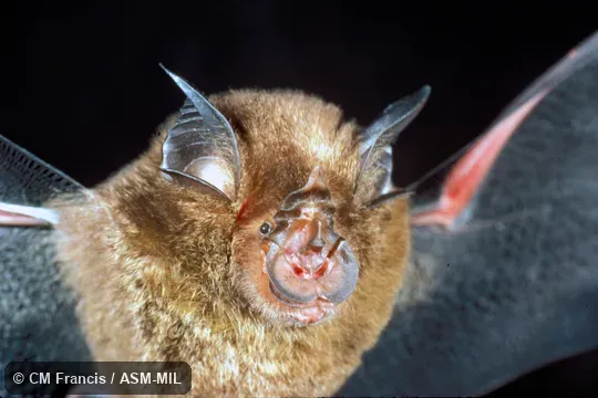 Close-up, wings extended, Field Cat. No. CMF126. Rhinolophus borneensis borneensis. Close-up, wings extended, Field Cat. No. CMF126. Rhinolophus borneensis borneensis.