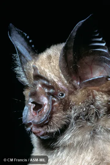 Close-up of face, Field Cat. No. 970426.18. Formerly Rhinolophus borneensis chaseni, Bornean Horseshoe Bat. Close-up of face, Field Cat. No. 970426.18. Formerly Rhinolophus borneensis chaseni, Bornean Horseshoe Bat.