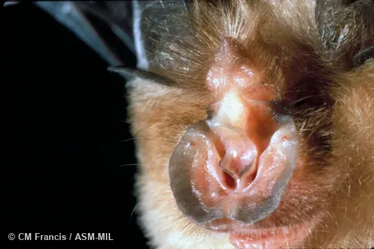 Close-up of nose Close-up of nose