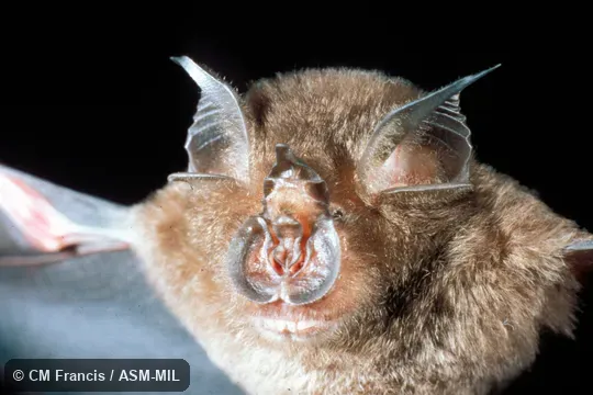 Close-up, wings extended. Rhinolophus creaghi creaghi. Close-up, wings extended. Rhinolophus creaghi creaghi.