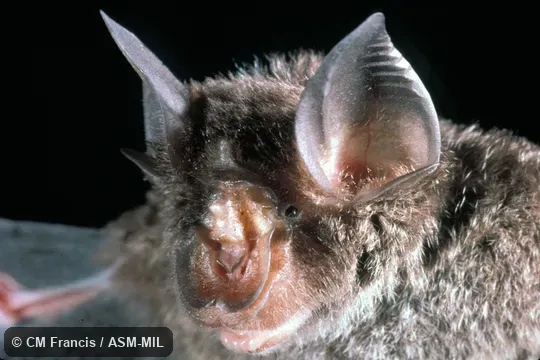 Close-up of head. Rhinolophus refulgens refulgens. Formerly Rhinolophus lepidus refulgens. Close-up of head. Rhinolophus refulgens refulgens. Formerly Rhinolophus lepidus refulgens.