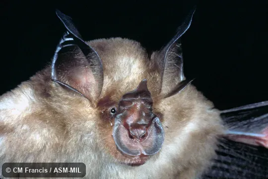 Close-up, Field Cat. No. 980119.4 Close-up, Field Cat. No. 980119.4