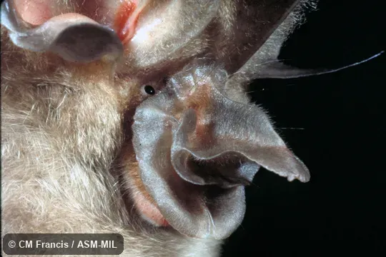 Nose close-up, Field Cat. No. 980119.2. Formerly Rhinolophus paradoxolophus, Bourret's Horseshoe Bat. Nose close-up, Field Cat. No. 980119.2. Formerly Rhinolophus paradoxolophus, Bourret's Horseshoe Bat.