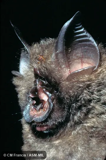 Close-up of face, Field Cat. No. 970524.41 Close-up of face, Field Cat. No. 970524.41