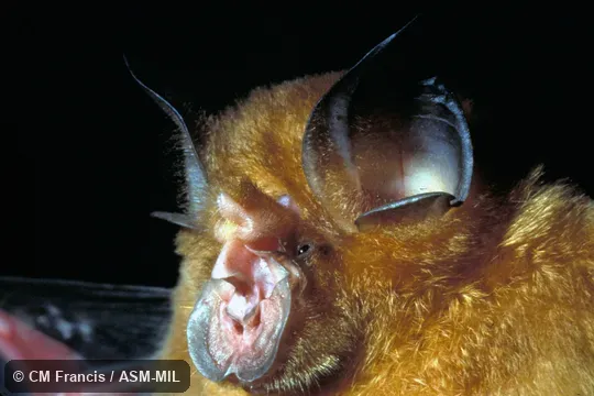 Close-up, Field Cat. No. 970426.5 Close-up, Field Cat. No. 970426.5