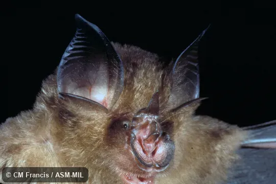 Close-up of face, Field Cat. No. 980119.1. Formerly as Rhinolophus stheno microglobosus. Also as Indochinese Brown Horseshoe Bat|Indochinese Lesser Brown Horseshoe Bat. Close-up of face, Field Cat. No. 980119.1. Formerly as Rhinolophus stheno microglobosus. Also as Indochinese Brown Horseshoe Bat|Indochinese Lesser Brown Horseshoe Bat.