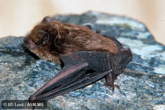 Adult male on rock face. Formerly Eptesicus diminutus. Also as Little Serotine. Adult male on rock face. Formerly Eptesicus diminutus. Also as Little Serotine.