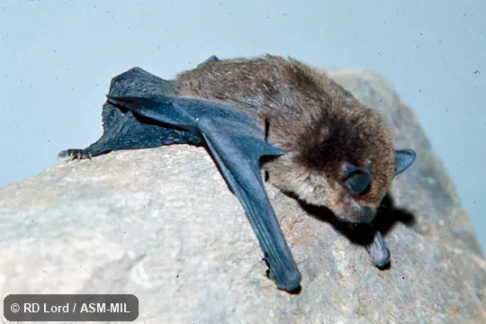 Hanging on rock face. Formerly Eptesicus furinalis. Also as Argentine Brown Bat|Argentinian Brown Bat. Hanging on rock face. Formerly Eptesicus furinalis. Also as Argentine Brown Bat|Argentinian Brown Bat.