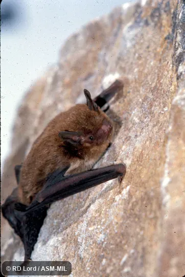 Female, on rock face. Formerly Eptesicus innoxius. Also as Pacific Serotine. Female, on rock face. Formerly Eptesicus innoxius. Also as Pacific Serotine.