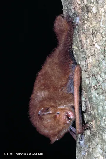 On a tree, mouth open, teeth visible, Field Cat. No. 980128.7. Also as Lesser Hairy-winged Bat. On a tree, mouth open, teeth visible, Field Cat. No. 980128.7. Also as Lesser Hairy-winged Bat.