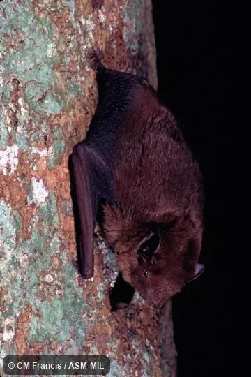 On the side of a tree, Field Cat. No. 980123.39. Also as Blanford's Bat|Least False Serotine. On the side of a tree, Field Cat. No. 980123.39. Also as Blanford's Bat|Least False Serotine.