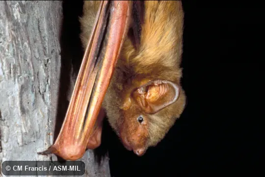 Close-up on a tree. Also as Tickell's Bat. Close-up on a tree. Also as Tickell's Bat.