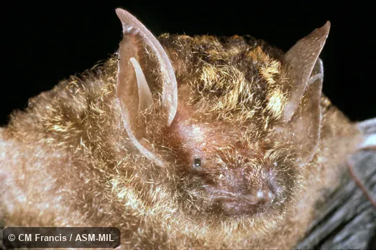 Close-up of head. Also as Gilded Groove-toothed Bat. Close-up of head. Also as Gilded Groove-toothed Bat.