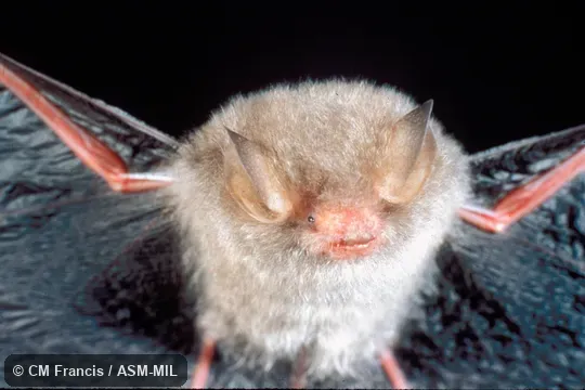 Front view, wings extended. Also as Common Woolly Bat|Hardwicke's Forest Bat. Front view, wings extended. Also as Common Woolly Bat|Hardwicke's Forest Bat.