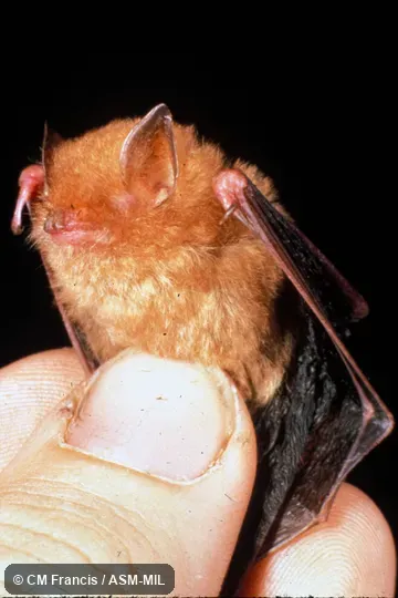 Hand-held, wings folded Hand-held, wings folded