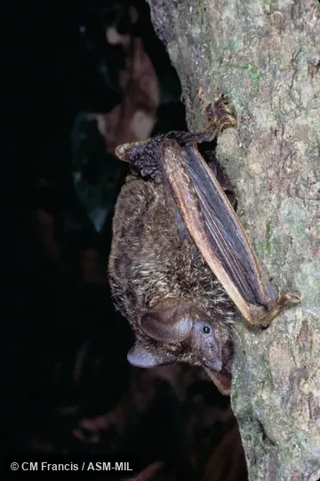 Close-up, wings extended, Field Cat. No. 980124.10. Also as Common Trumpet-eared Bat|Frosted Groove-toothed Bat. Close-up, wings extended, Field Cat. No. 980124.10. Also as Common Trumpet-eared Bat|Frosted Groove-toothed Bat.