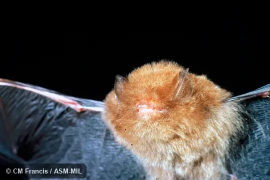 Front view, wings extended Front view, wings extended