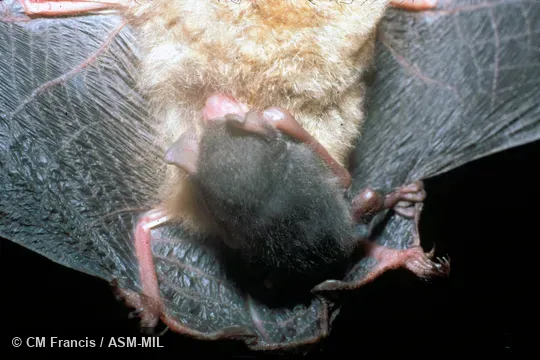 Baby clinging to mother (captured in flight together). Kerivoula papillosa papillosa. Also as Papillose Bat. Baby clinging to mother (captured in flight together). Kerivoula papillosa papillosa. Also as Papillose Bat.