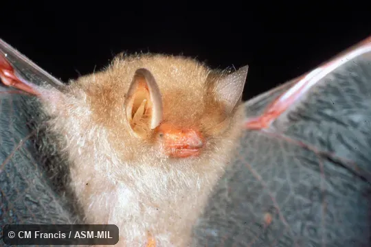 Close-up, wings extended Close-up, wings extended