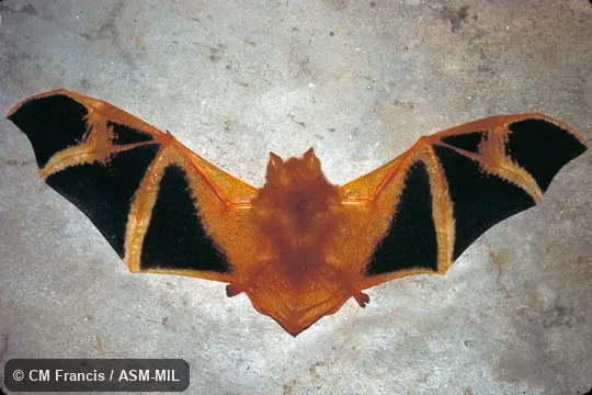 Full ventral view, wings extended, Field Cat. No. 960331.2. Also as Painted Bat. Full ventral view, wings extended, Field Cat. No. 960331.2. Also as Painted Bat.