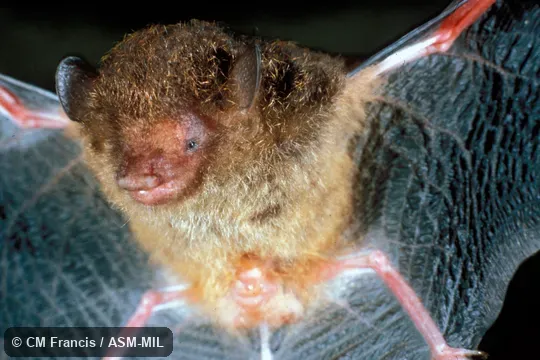 Ventral view, wings extended, Field Cat. No. 821210.1 Ventral view, wings extended, Field Cat. No. 821210.1