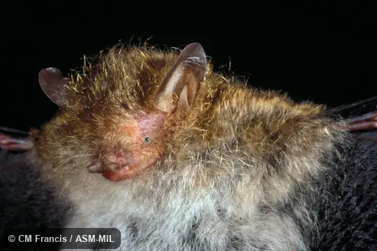 Close-up, Field Cat. No. 960413.5 Close-up, Field Cat. No. 960413.5