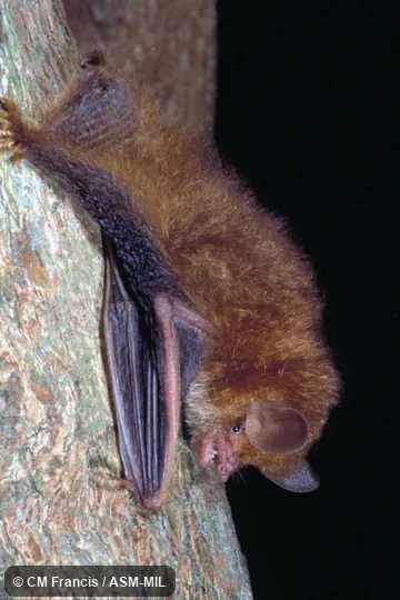 Side view on a tree, Field Cat. No. 980123.15 Side view on a tree, Field Cat. No. 980123.15