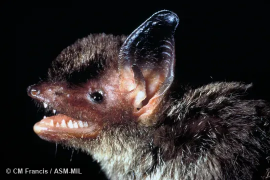 Close-up of head, side view, mouth open, teeth visible. Also as Hairy-faced Bat|Intermediate Bat. Close-up of head, side view, mouth open, teeth visible. Also as Hairy-faced Bat|Intermediate Bat.