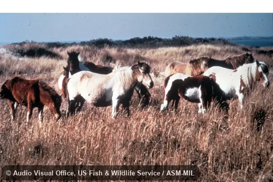 Herd of feral Domestic Horse. Also as Feral Horse. Herd of feral Domestic Horse. Also as Feral Horse.