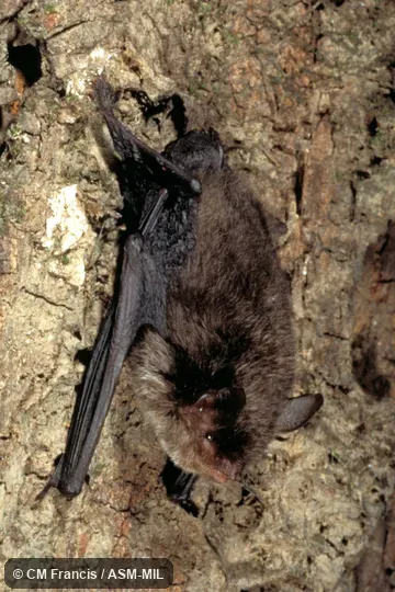 Full view, Field Cat. No. 980127.57. Also as Nepalese Whiskered Bat|Whiskered Bat. Full view, Field Cat. No. 980127.57. Also as Nepalese Whiskered Bat|Whiskered Bat.