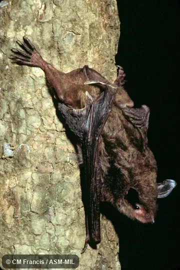 Side view, on a tree. Formerly Myotis ricketti. Also as Rickett's Big-footed Bat. Side view, on a tree. Formerly Myotis ricketti. Also as Rickett's Big-footed Bat.