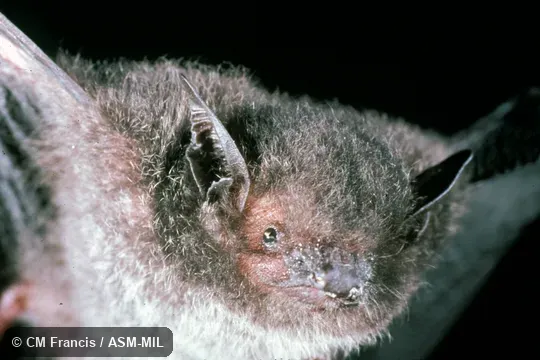 Close-up of face. Also as Ridley's Bat. Close-up of face. Also as Ridley's Bat.