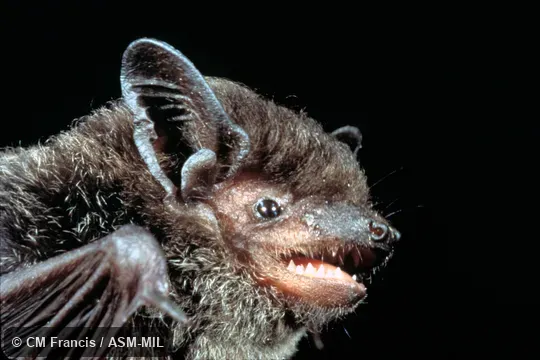 Close-up, side view of head, Field Cat. No. 980123.43 Close-up, side view of head, Field Cat. No. 980123.43
