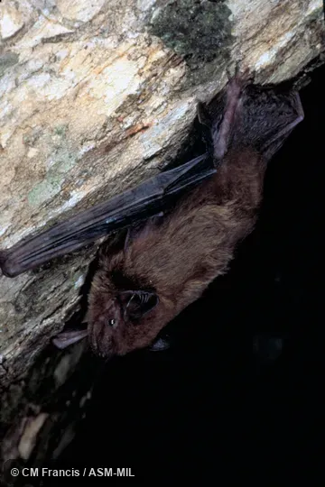 Full view on the side of a tree, Field Cat. No. 980227.6. Formerly Pipistrellus paterculus. Also as Paternal Pipistrelle. Full view on the side of a tree, Field Cat. No. 980227.6. Formerly Pipistrellus paterculus. Also as Paternal Pipistrelle.