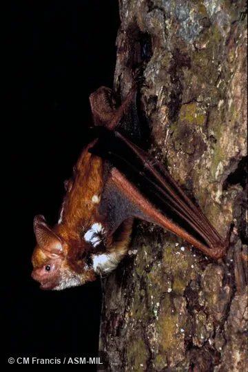 On tree with head back, Field Cat. No. 980210.12 On tree with head back, Field Cat. No. 980210.12