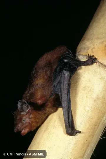 Lying on bamboo, Field Cat. No. 980127.28. Tylonycteris fulvida fulvida. Formerly Tylonycteris pachypus fulvidus, Lesser Bamboo Bat. Also as Amber Bamboo Bat|Mainland Lesser Bamboo Bat. Lying on bamboo, Field Cat. No. 980127.28. Tylonycteris fulvida fulvida. Formerly Tylonycteris pachypus fulvidus, Lesser Bamboo Bat. Also as Amber Bamboo Bat|Mainland Lesser Bamboo Bat.