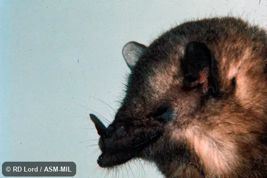 Close-up, side view of head. Also as Lesser Tailless Bat. Close-up, side view of head. Also as Lesser Tailless Bat.