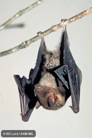Female, hanging, ventral view Female, hanging, ventral view