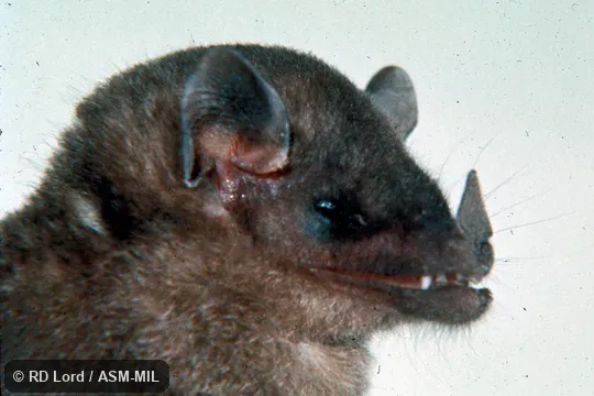 Close-up of head, side view Close-up of head, side view