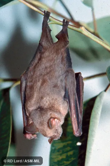 Dorsal view, hanging. Formerly Koopmania concolor. Dorsal view, hanging. Formerly Koopmania concolor.
