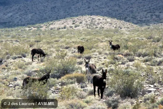 Herd of feral animals. Also as Donkey or Burro. Herd of feral animals. Also as Donkey or Burro.
