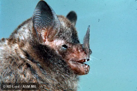 Side view, close-up of face. Formerly as Carollia brevicaudum. Side view, close-up of face. Formerly as Carollia brevicaudum.