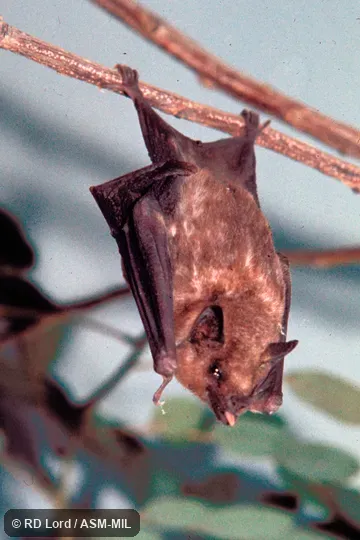 Roosting, dorsal view with tongue extended. Also as Greater Long-tongued Bat. Roosting, dorsal view with tongue extended. Also as Greater Long-tongued Bat.