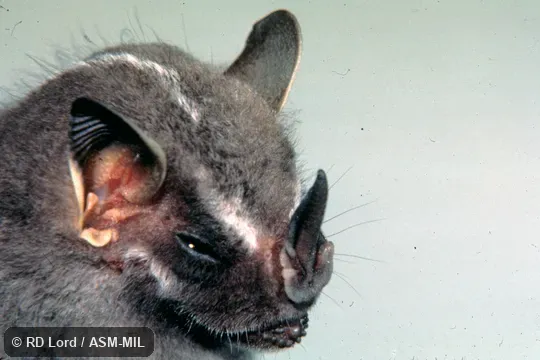Close-up side view of head, female Close-up side view of head, female