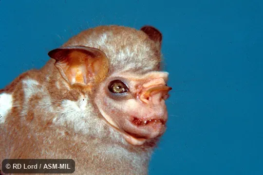 Close-up of face Close-up of face