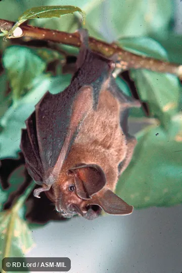 Roosting. Also as Lesser Round-eared Bat|Little Round-eared Bat. Roosting. Also as Lesser Round-eared Bat|Little Round-eared Bat.