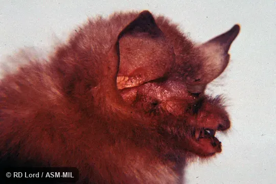Male, close-up view of head, mouth partially open. Originally identified as Natalus stramineus. Also as Miller's Funnel-eared Bat. Male, close-up view of head, mouth partially open. Originally identified as Natalus stramineus. Also as Miller's Funnel-eared Bat.