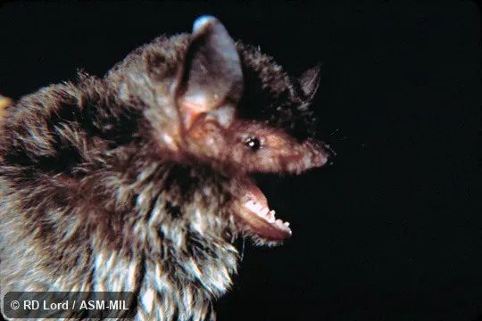 Female, Side view of head, mouth open, teeth visible Female, Side view of head, mouth open, teeth visible
