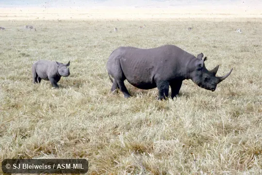Side view of female and young. Also as Hook-lipped Rhinoceros|Prehensile-lipped Rhinoceros. Side view of female and young. Also as Hook-lipped Rhinoceros|Prehensile-lipped Rhinoceros.